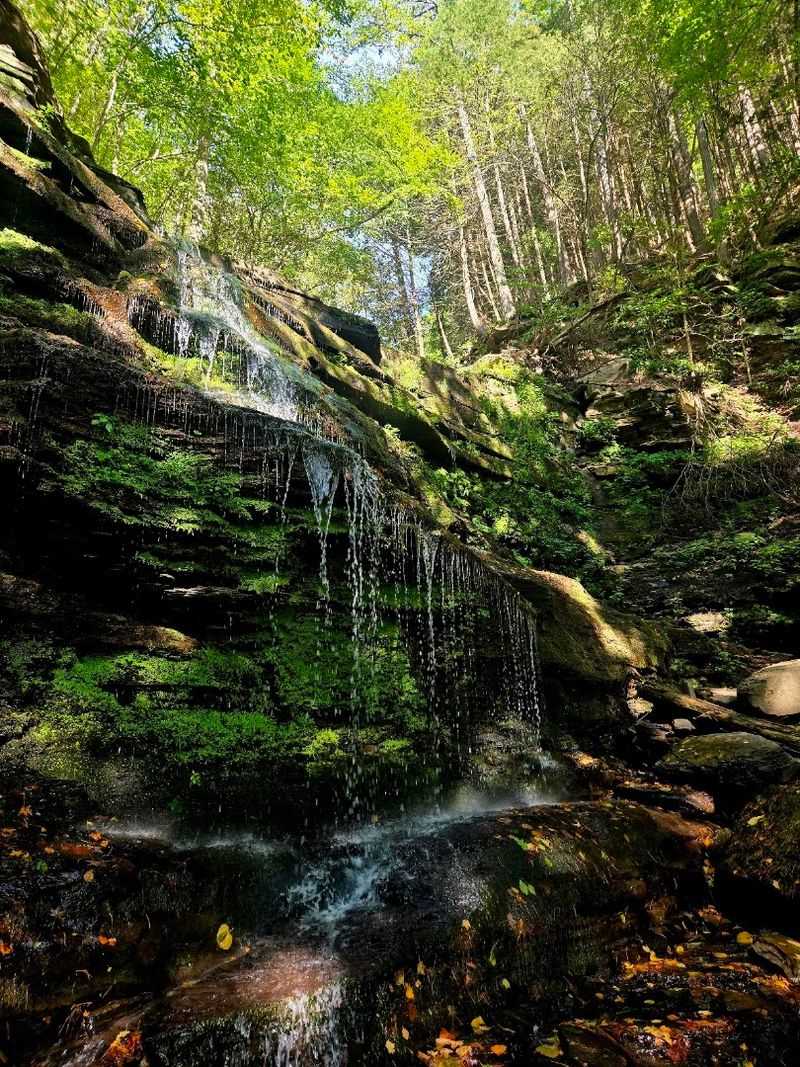 Turkey Path Trail, Leonard Harrison State Park, Wellsboro, Pennsylvania