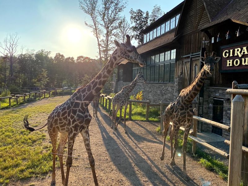 Turtle Back Zoo Adds Wildlife Encounters a Miniature Train and a One-of-a-Kind Carousel Turtle Back Zoo Adds Wildlife Encounters a Miniature Train and a One-of-a-Kind Carousel