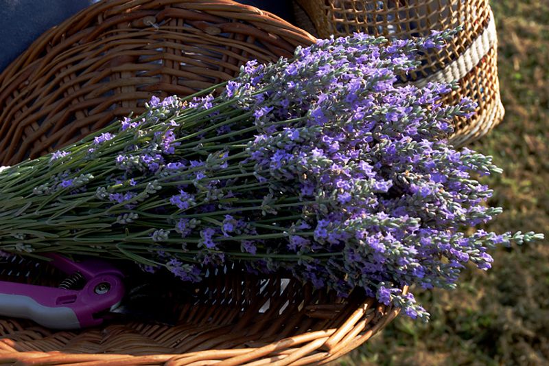 U-Pick Lavender and Bloom Seasons U-Pick Lavender and Bloom Seasons