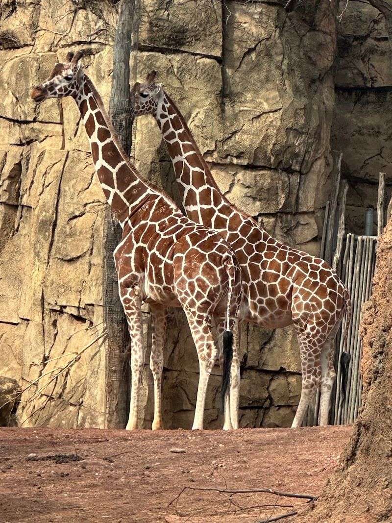 Big Animals, Indoor Houses, and Smart Variety Big Animals, Indoor Houses, and Smart Variety
