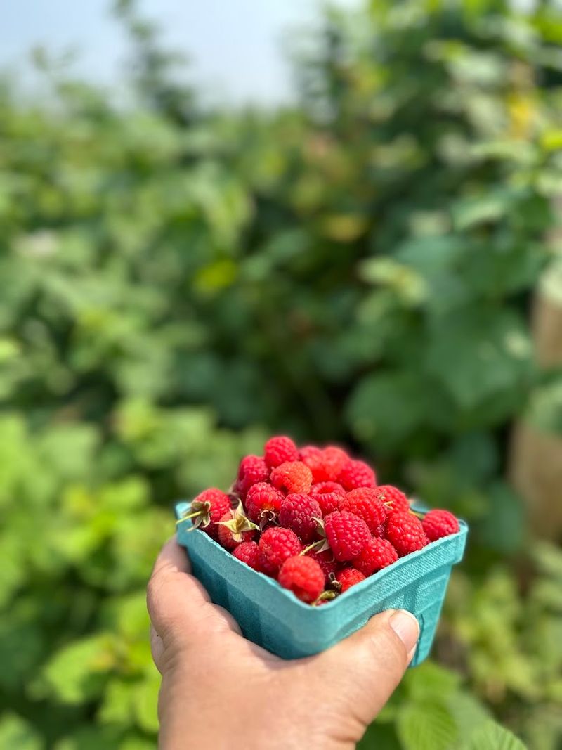 Why This Farm Earns Space on Your Illinois Summer List