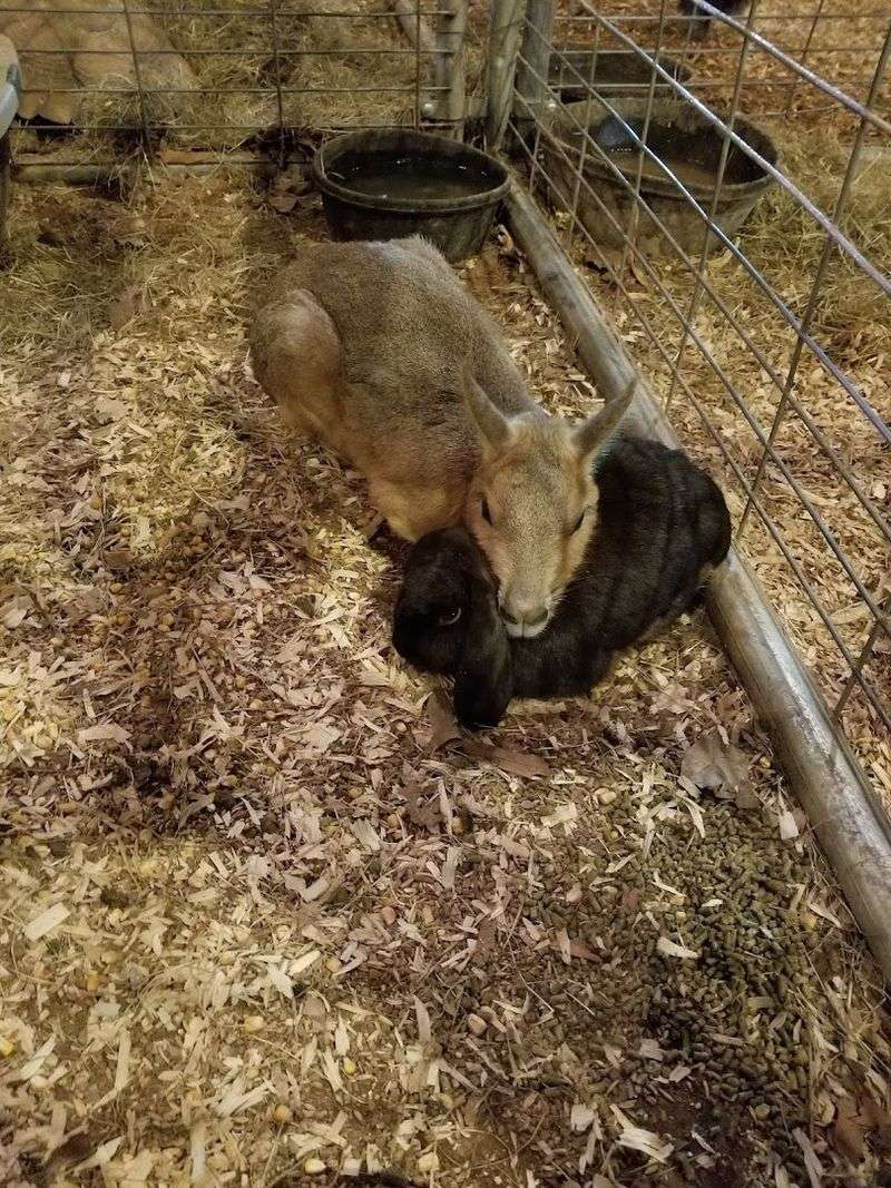 Agricultural Exhibits and Livestock Shows