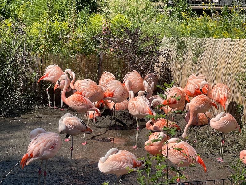 The Sharpest Reason This Free Zoo Stands Out The Sharpest Reason This Free Zoo Stands Out