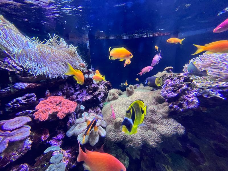 Vibrant Coral And Fish Displays Showcase Ocean Diversity Vibrant Coral And Fish Displays Showcase Ocean Diversity
