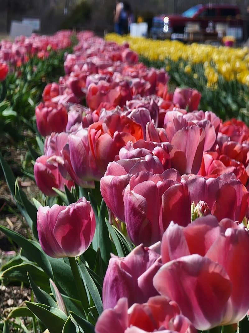 Visit Texas Tulips and pick your own bouquet Visit Texas Tulips and pick your own bouquet