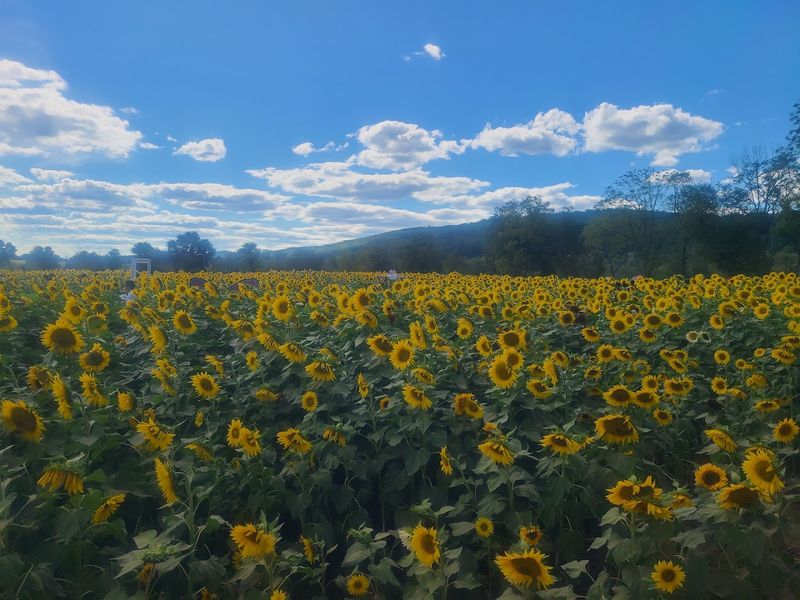 Von Thun Farms Turns Six Acres Into a Sea of Sunflowers