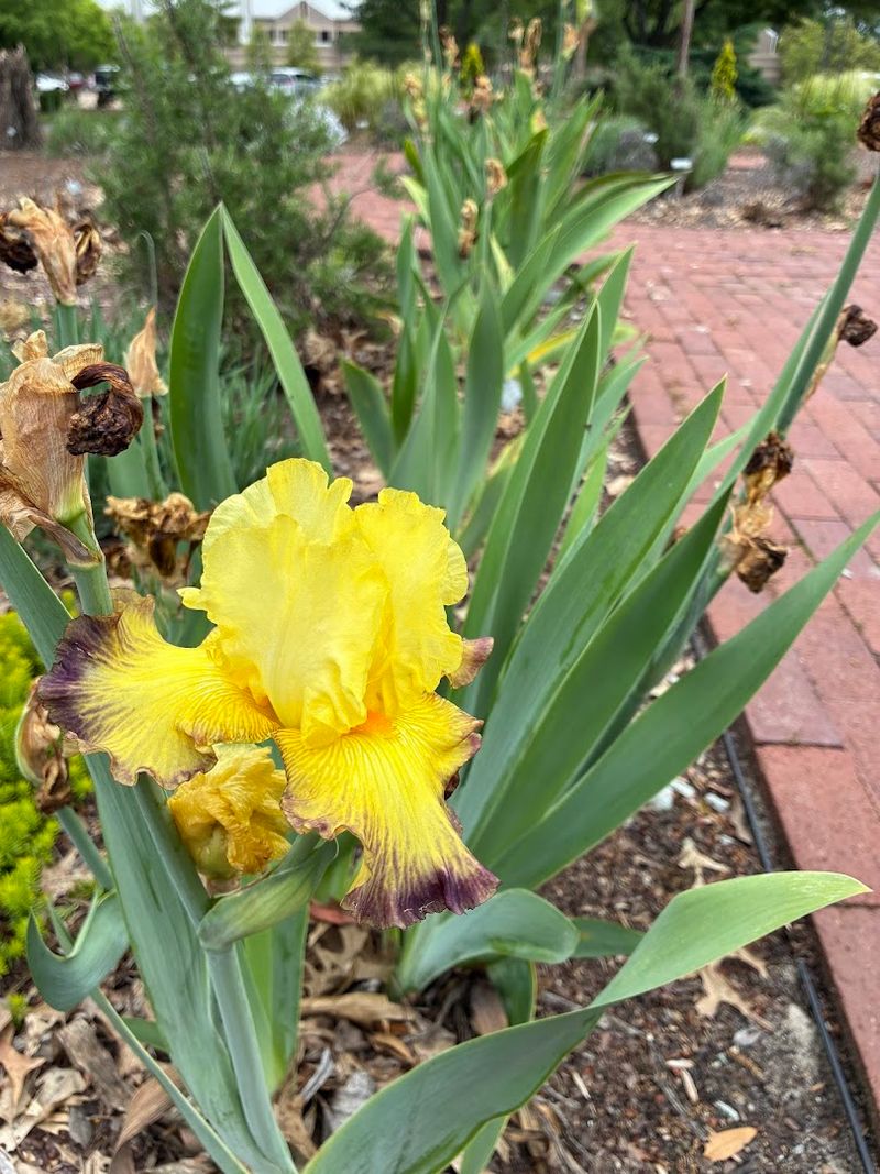 UT Gardens – Jackson