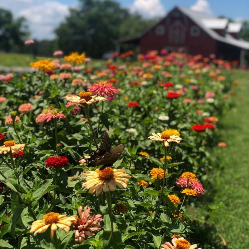 Wander Through Colorful Fields And Pick Your Own Flowers Wander Through Colorful Fields And Pick Your Own Flowers