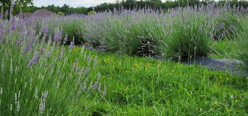 Wander Through Rows of Fragrant Purple Blooms Wander Through Rows of Fragrant Purple Blooms