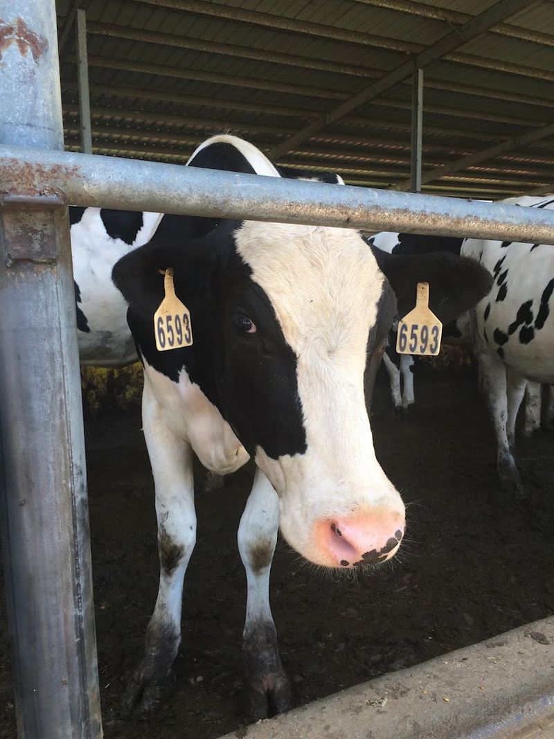 Watch Local Milk Become Handcrafted Cheese Watch Local Milk Become Handcrafted Cheese
