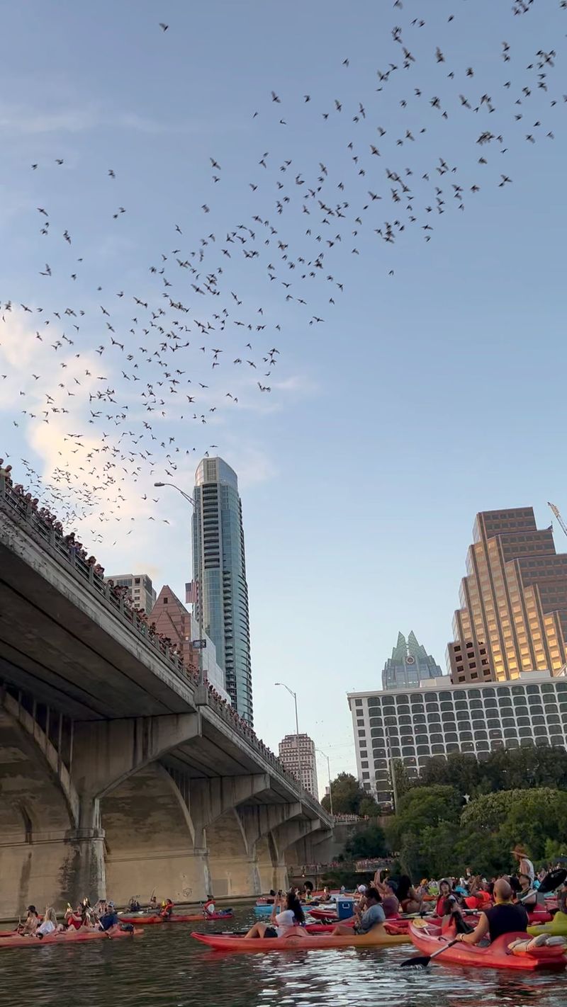 Watch the Congress Avenue Bridge Bats