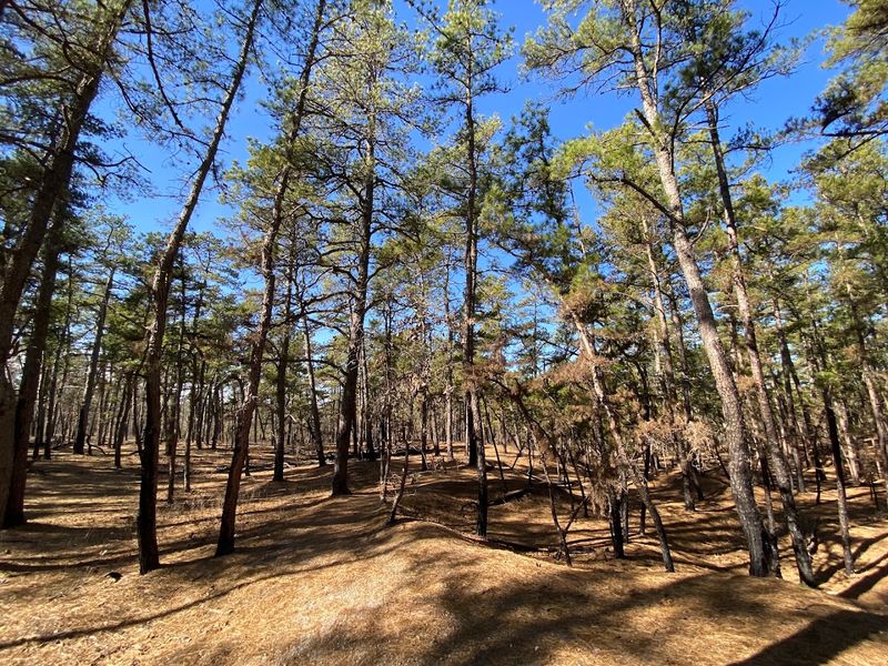 Wharton State Forest and the Central Pine Barrens