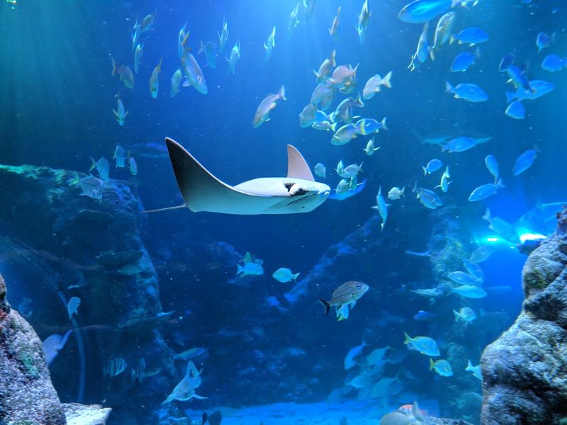 What Actually Makes This Aquarium Stand Out From the Crowd What Actually Makes This Aquarium Stand Out From the Crowd