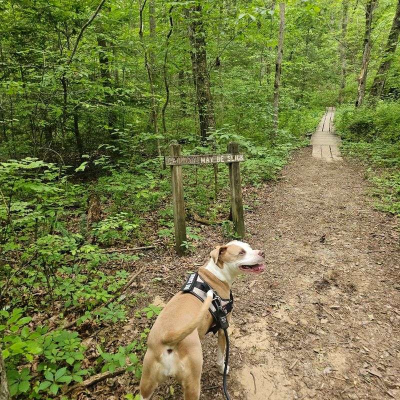 What To Know Before Visiting Northrup Falls Trail