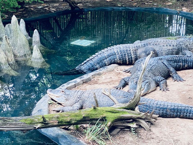 What to Know Before Visiting Bergen County Zoo in 2026 What to Know Before Visiting Bergen County Zoo in 2026