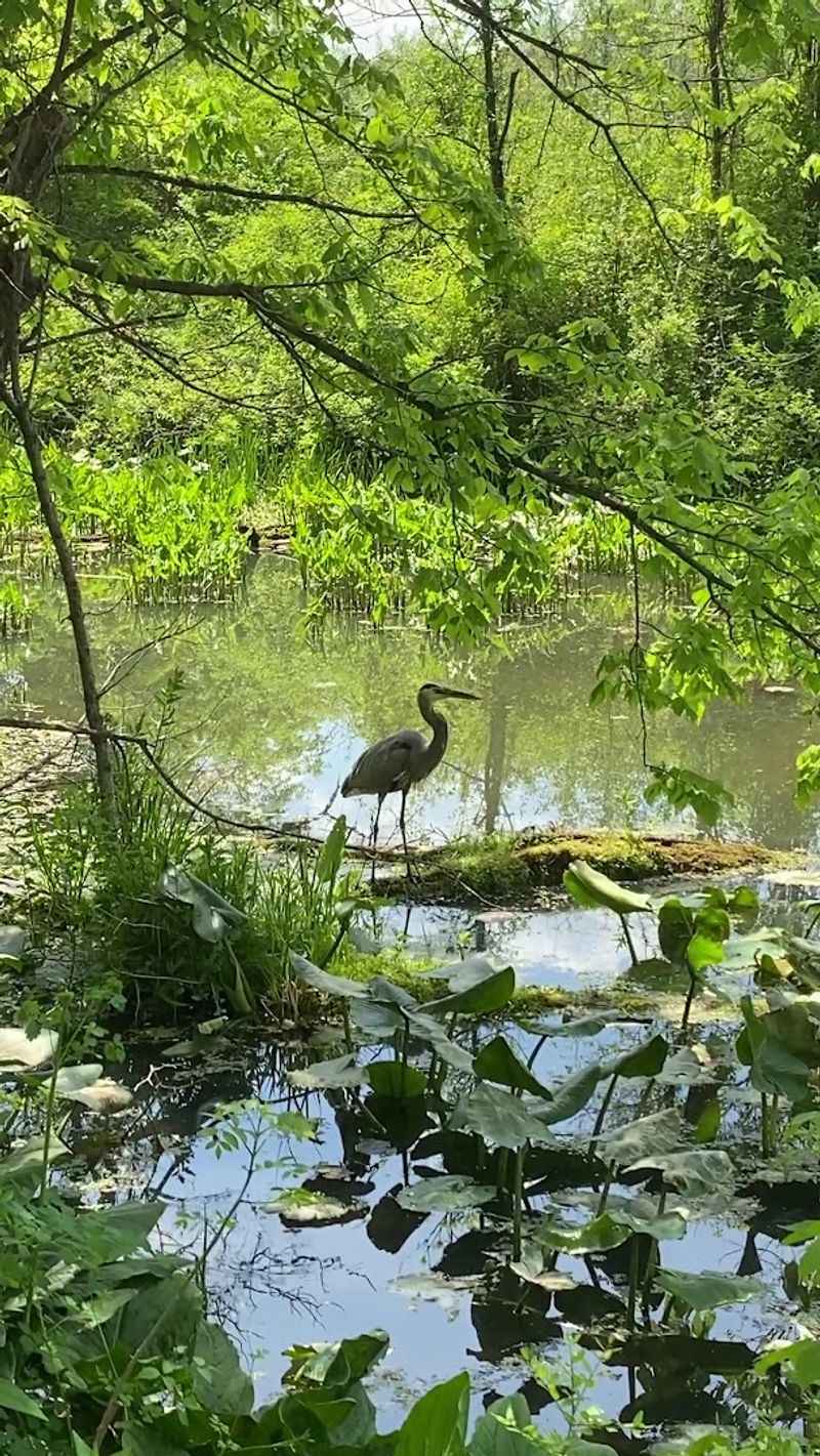 Why Beaver Marsh Feels Worth Returning To Why Beaver Marsh Feels Worth Returning To