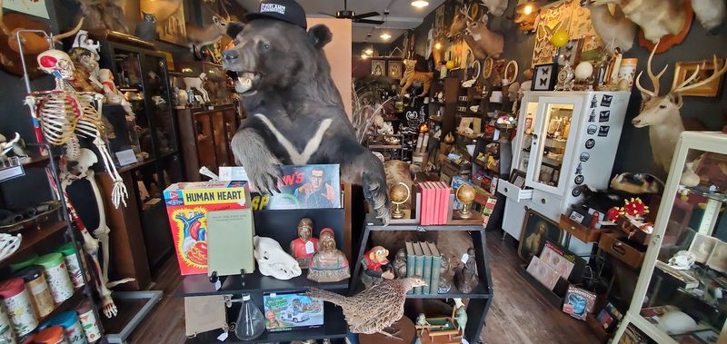 Why Cleveland Curiosities Is Worth The Trip Why Cleveland Curiosities Is Worth The Trip