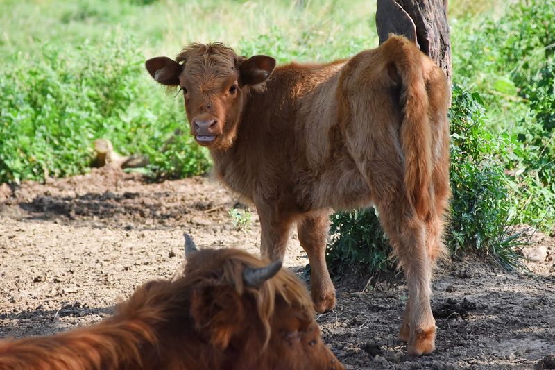 Why Families And Animal Lovers Keep Coming Back Why Families And Animal Lovers Keep Coming Back