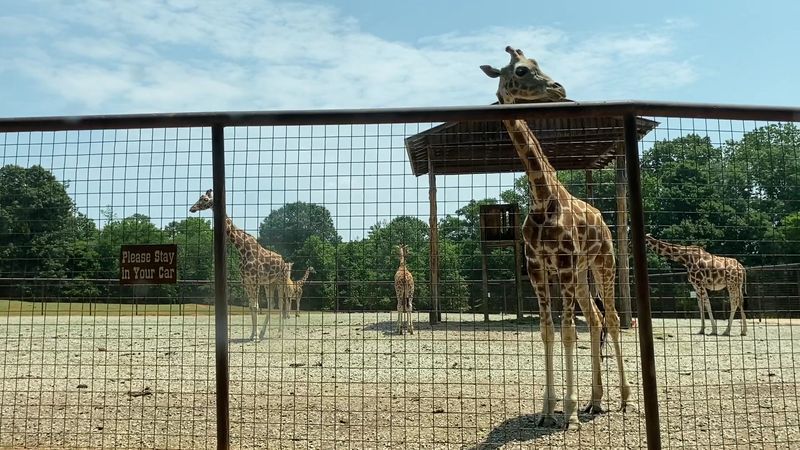 Why Lazy 5 Ranch Belongs on Your North Carolina Bucket List