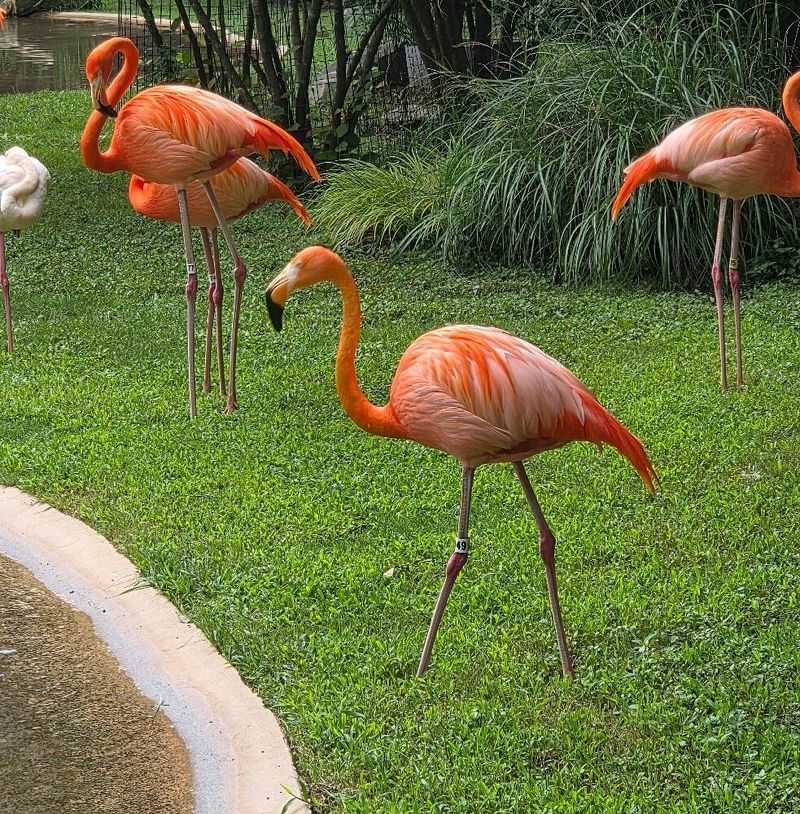 Why These Bright Pink Birds Are So Fascinating