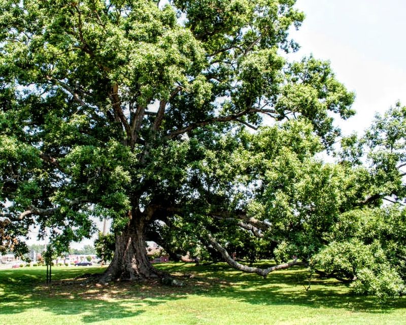 Why This Ancient Tree Became Known as the Birthing Tree Why This Ancient Tree Became Known as the Birthing Tree