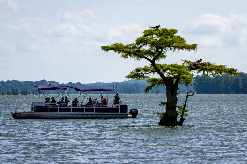 Why This Tiptonville Boat Tour Is Worth The Trip