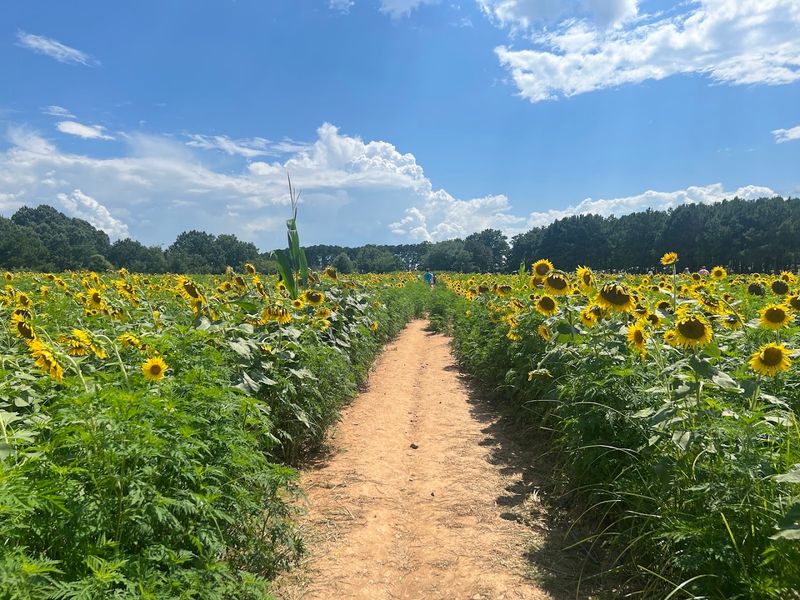 Why bloom season feels so magical Why bloom season feels so magical