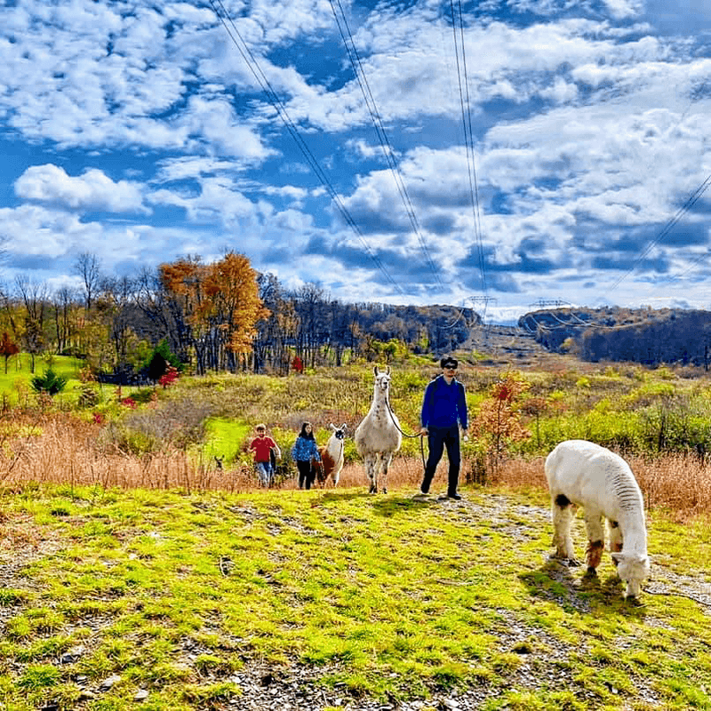 Why the llama and alpaca hike is the star attraction