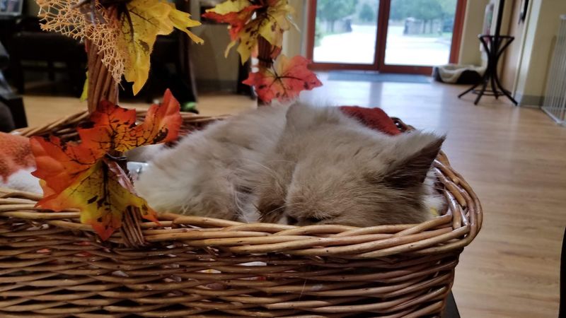 Why this Hunterdon County cat haven feels so much bigger than a rescue Why this Hunterdon County cat haven feels so much bigger than a rescue