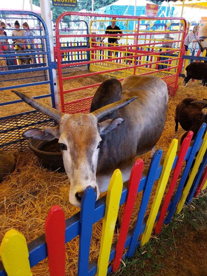 Why this old fashioned New Jersey fair keeps families coming back