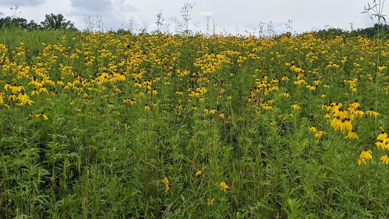 Wildflowers Steal The Show In July Wildflowers Steal The Show In July