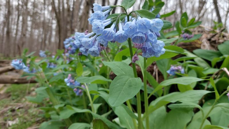 Wildflowers, Sycamores, And Wildlife Reward Slow Walkers