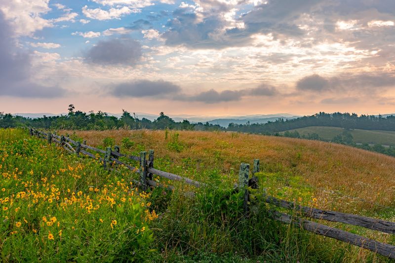 Wildflowers, Wildlife, and Quiet Mountain Life