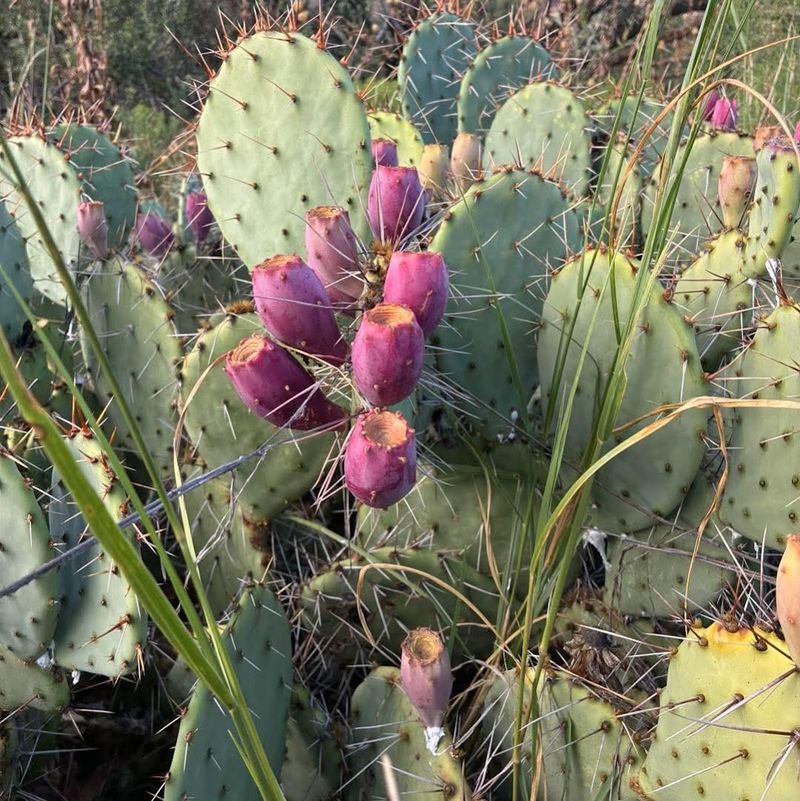 Wildlife And Desert Flora Up Close Wildlife And Desert Flora Up Close