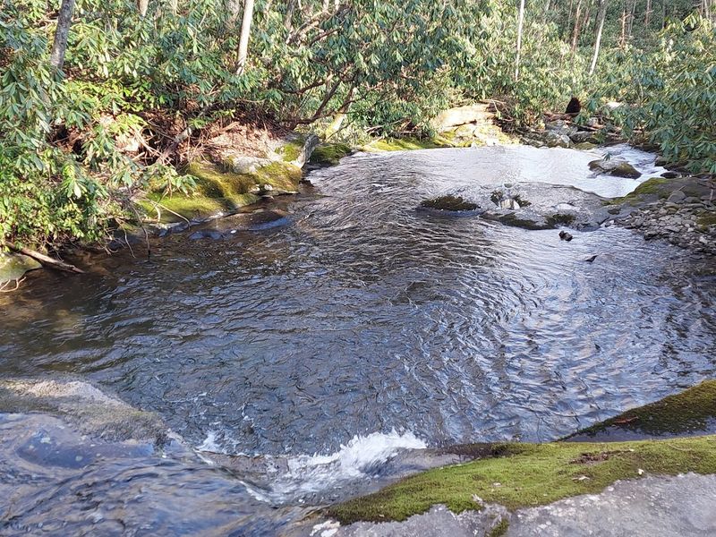 Wildlife And Trout Fishing Opportunities