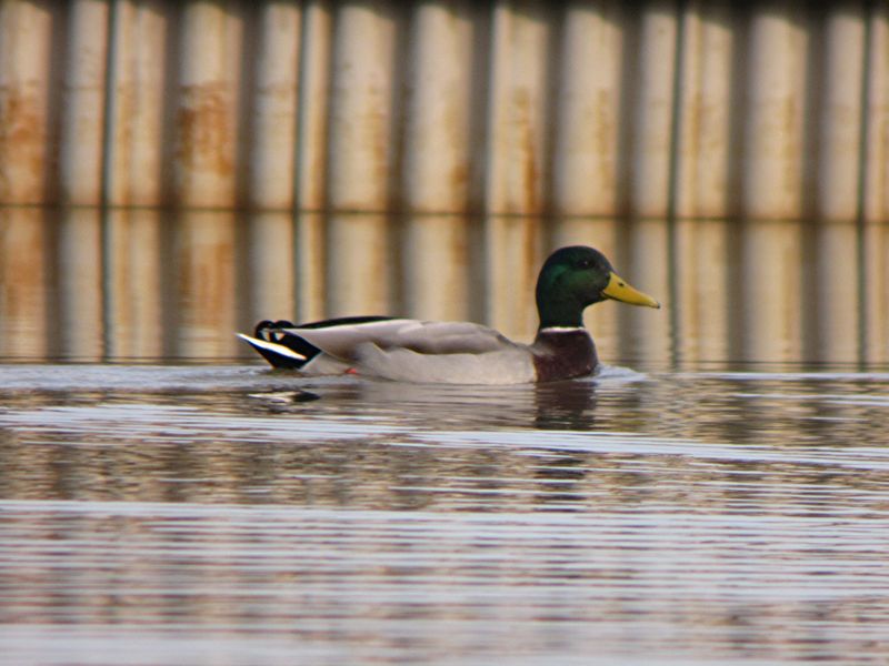 Wildlife, Birds, And Seasonal Beauty