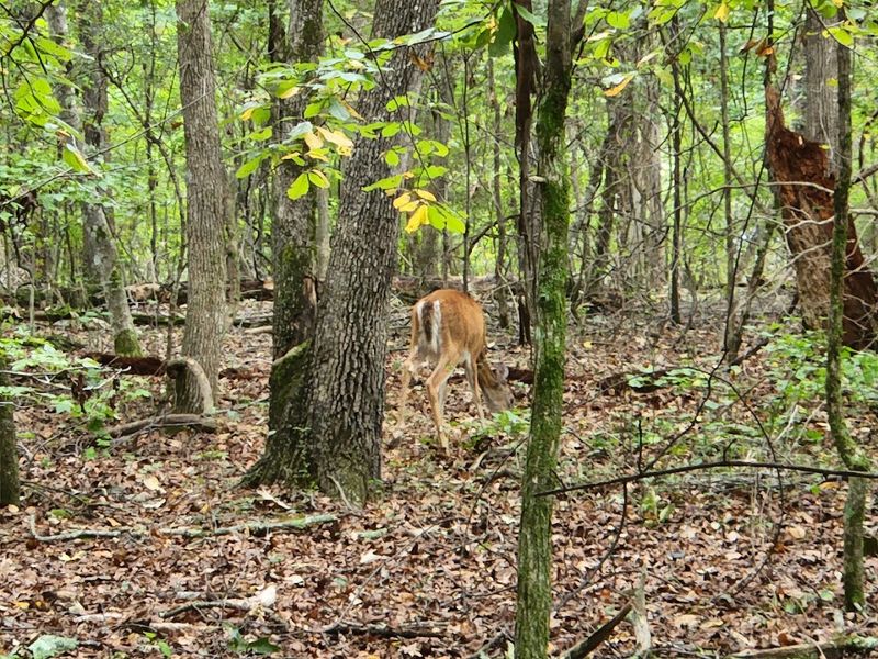 Wildlife Encounters Around Every Bend