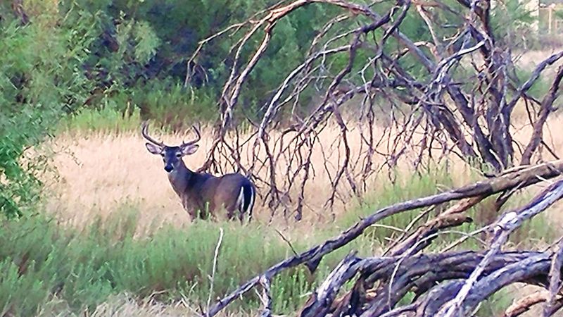 Wildlife Encounters You Won't See Coming Wildlife Encounters You Won't See Coming