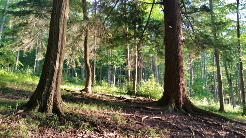 Wildlife, Solitude, And The Sound Of Almost Nothing