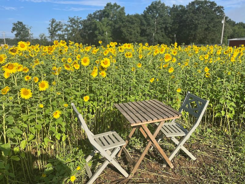Wise Acres Organic Farm