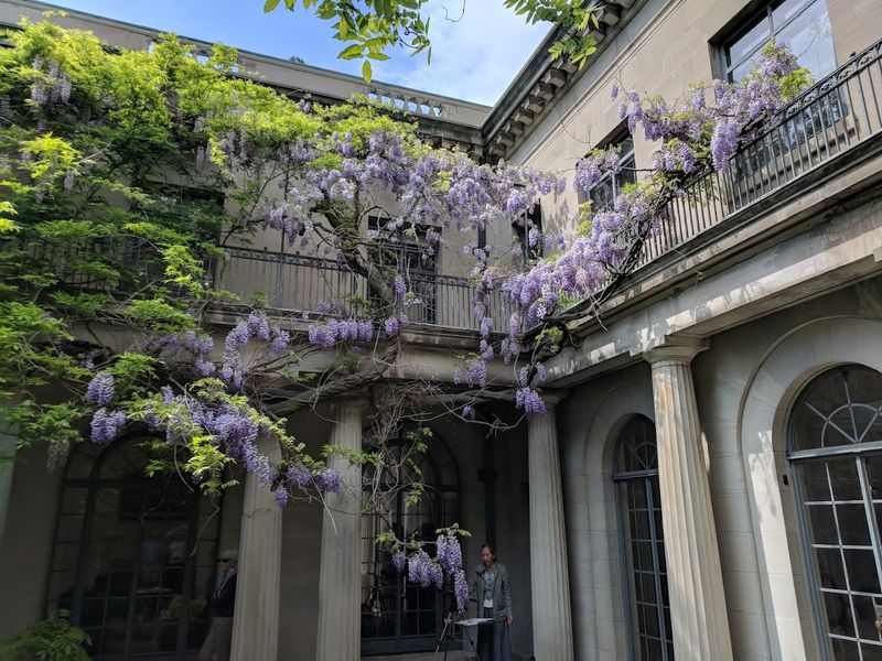 Wisteria Azaleas and Rhododendrons Bring the Grounds to Life Wisteria Azaleas and Rhododendrons Bring the Grounds to Life