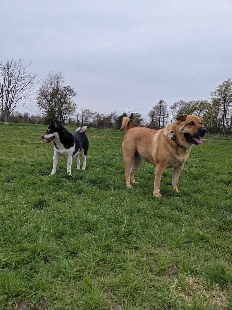 Wolf Hill Off-Leash Dog Park — Oceanport
