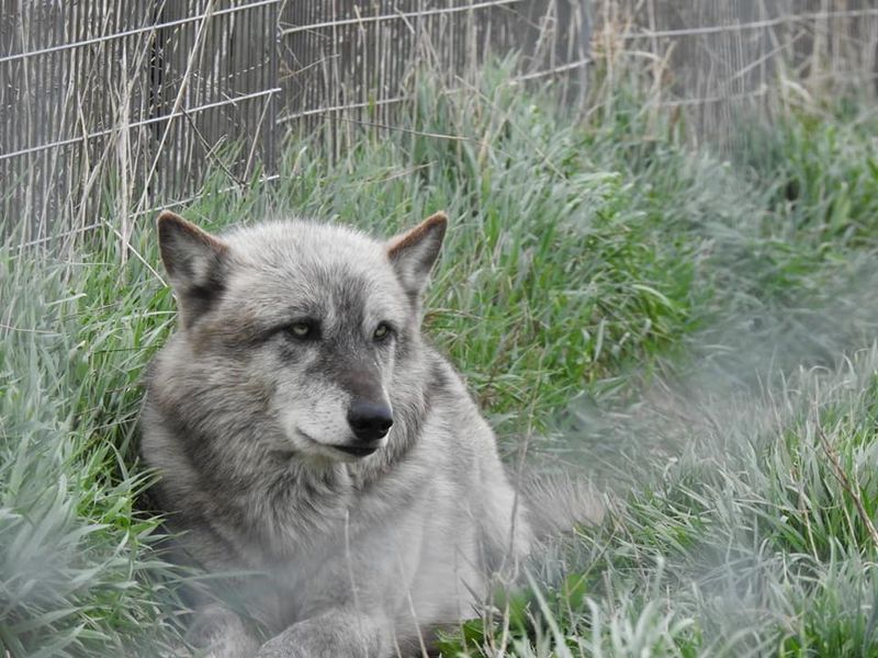 Wolves Offer a Thrill With Respect