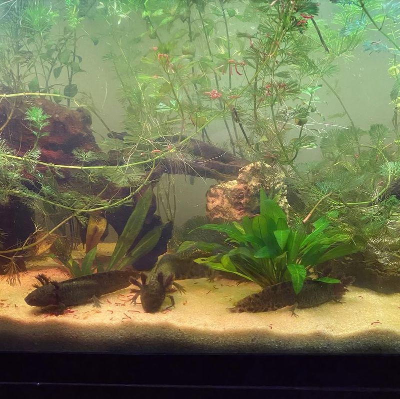 World Wide Aquarium & Pets World Wide Aquarium & Pets