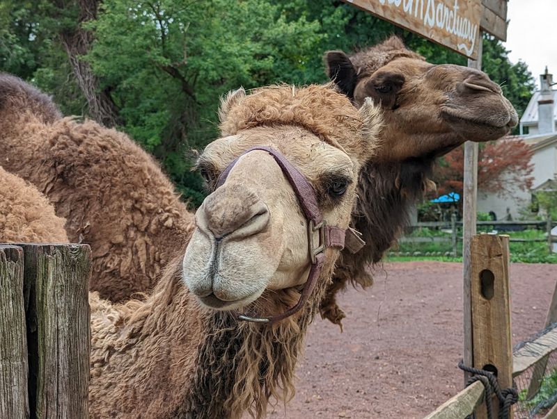 Yes, There Is A Camel Yes, There Is A Camel