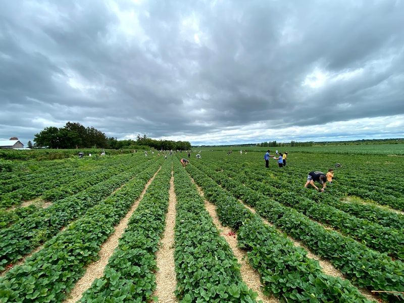 How to Time Your Visit for the Best Picking in Woodstock