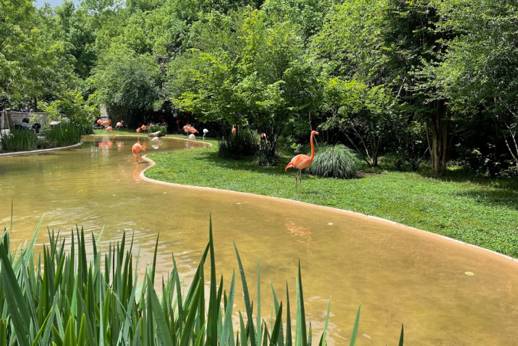 You Can Get Surprisingly Close to Flamingos at This Beautiful Tennessee Zoo
