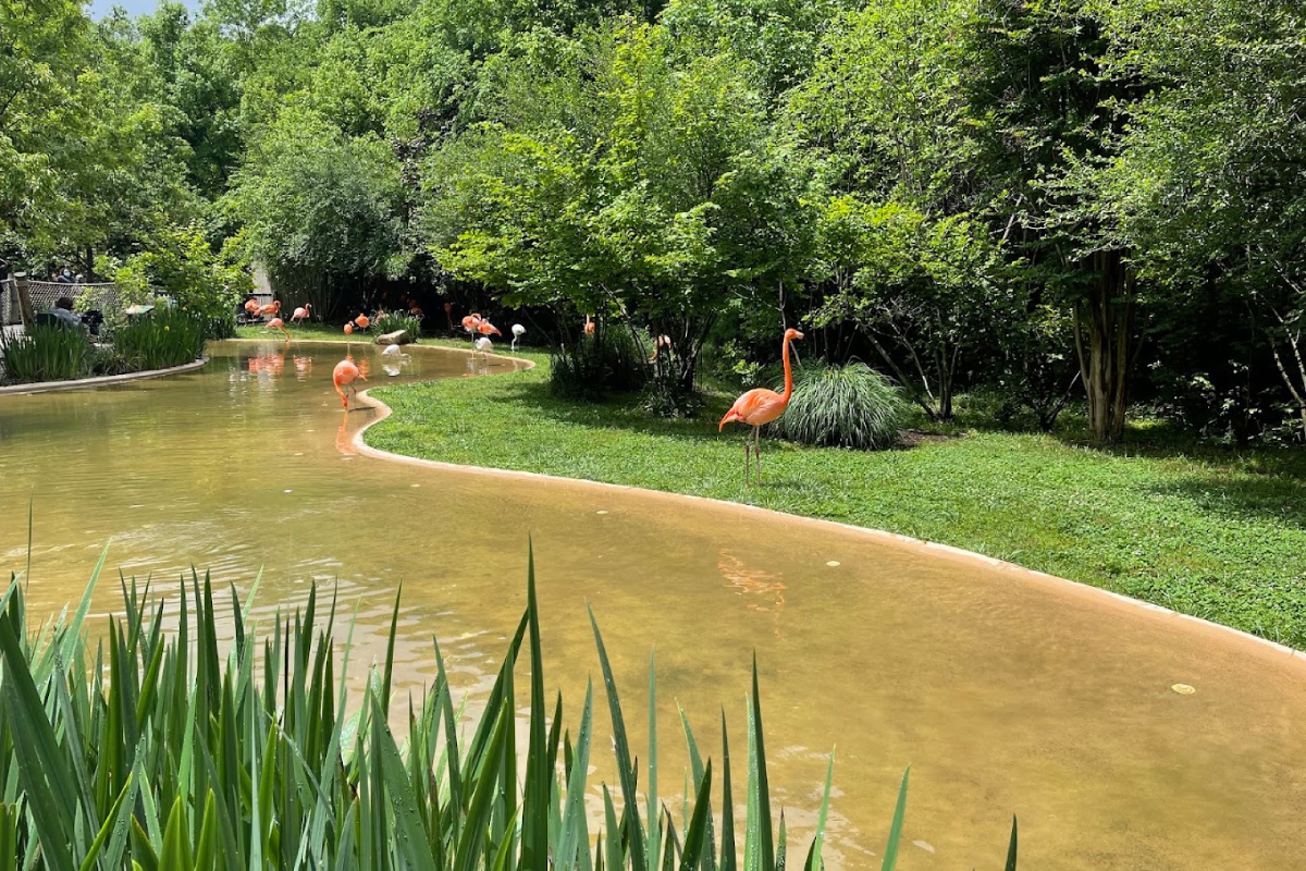 You Can Get Surprisingly Close to Flamingos at This Beautiful Tennessee Zoo