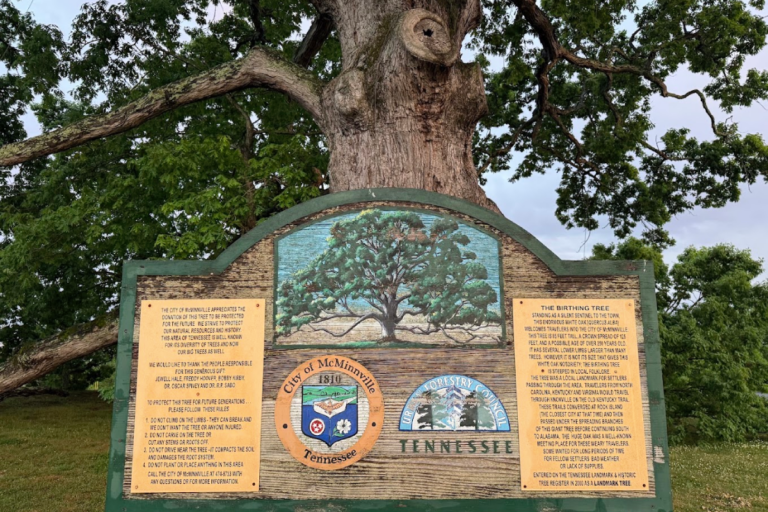 You Can Visit a Tennessee Tree That Has Survived for Hundreds of Years
