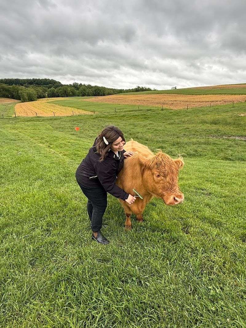 You can meet remarkably friendly Highland cows up close